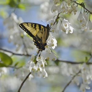 Meet your Posher, Paula